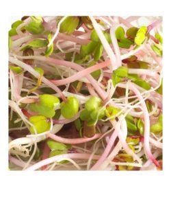 Seeds germinate - Pink Radishes BIO, 100 g